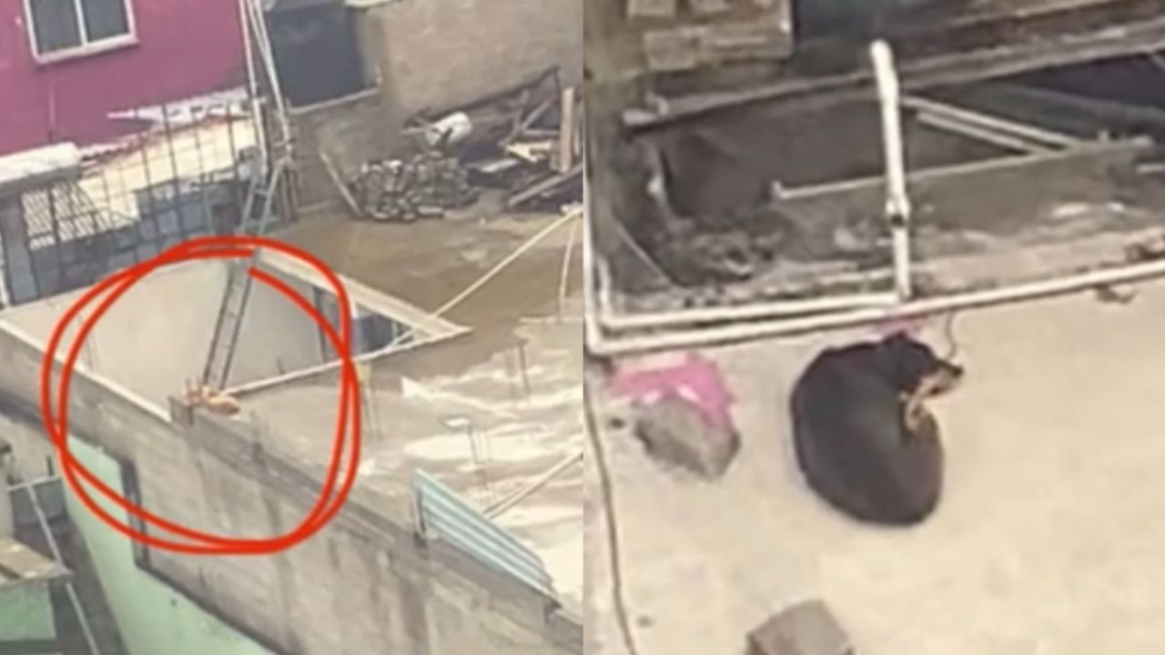 Piden ayuda para rescatar perritos que viven en condiciones deplorables en azoteas de Iztapalapa
