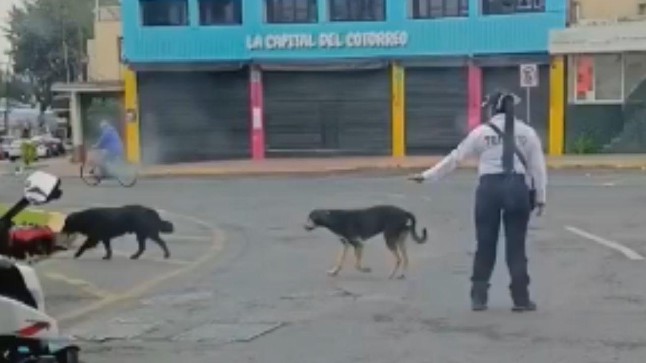 Agente de Tránsito detiene el paso vehicular para que unos perritos pudieran cruzar la calle | VIDEO